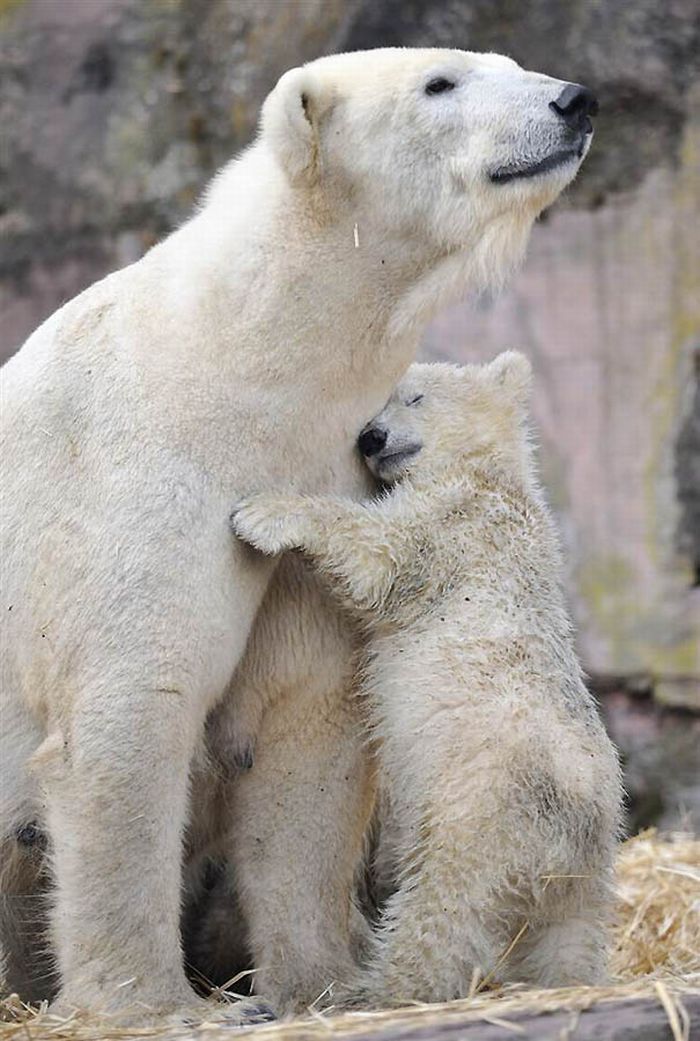 Animals With Babies | Baby Animals