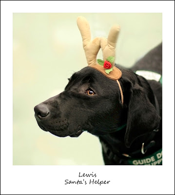 black Lab wearing antlers