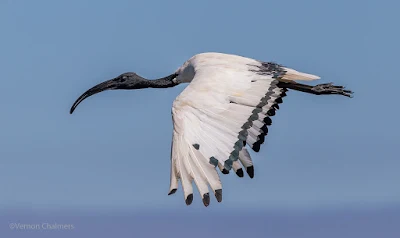 Ibis Woodbridge Island - Canon EOS 7D Mark II