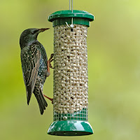 Bird Feeder Photos