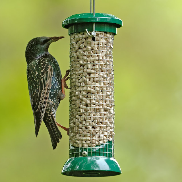 Bird Feeder Photos