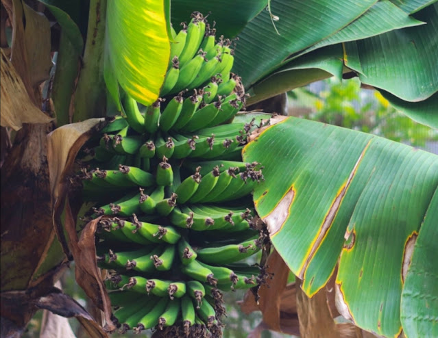 Cara Menanam, Menanam, dan Merawat Tanaman Pisang