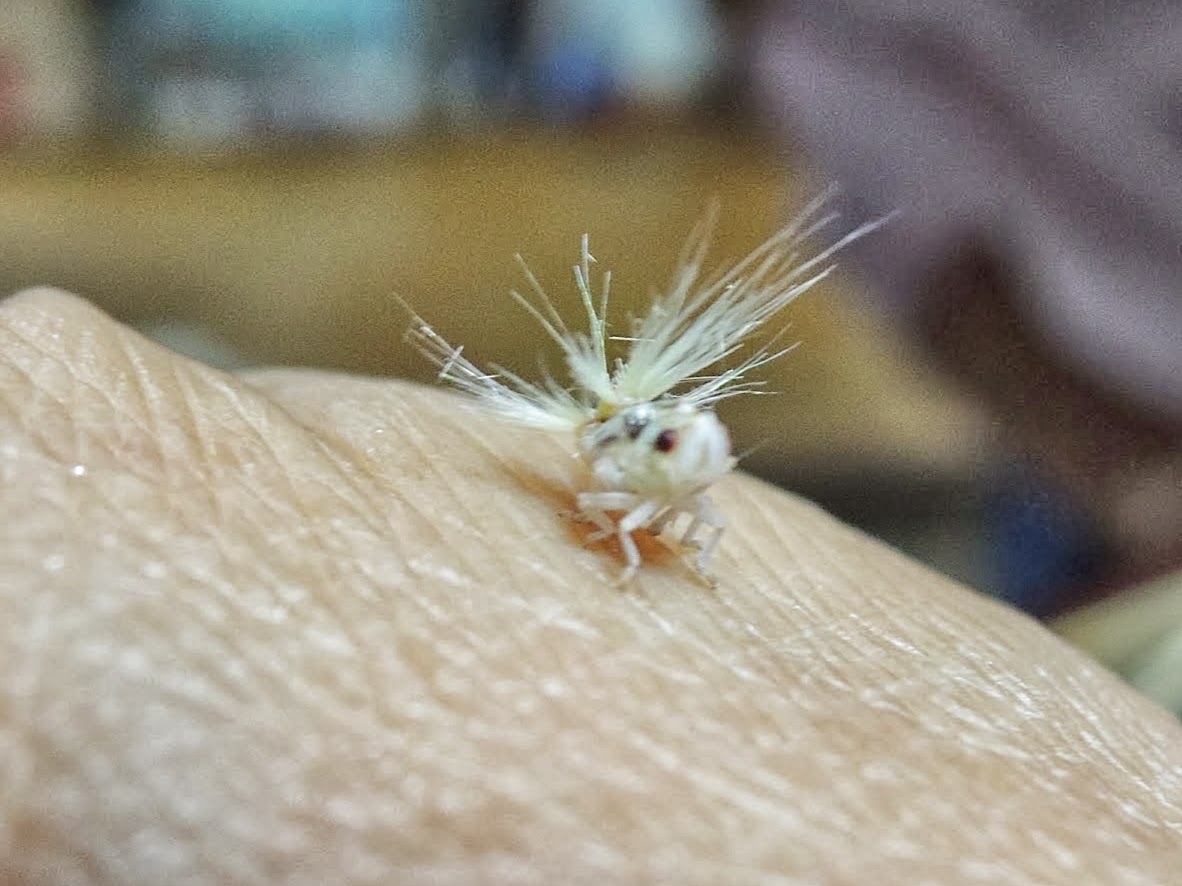 水槽 黒い点 虫 水槽 黒い点 虫