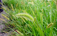 Setaria