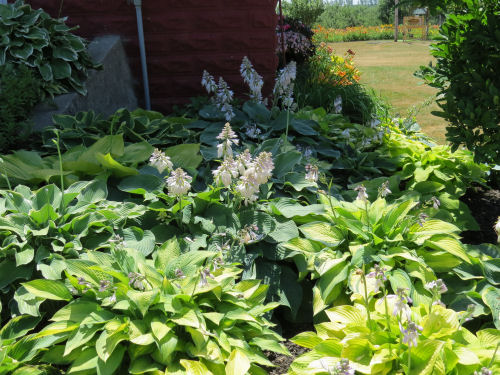 Mason County Garden Tour hosta