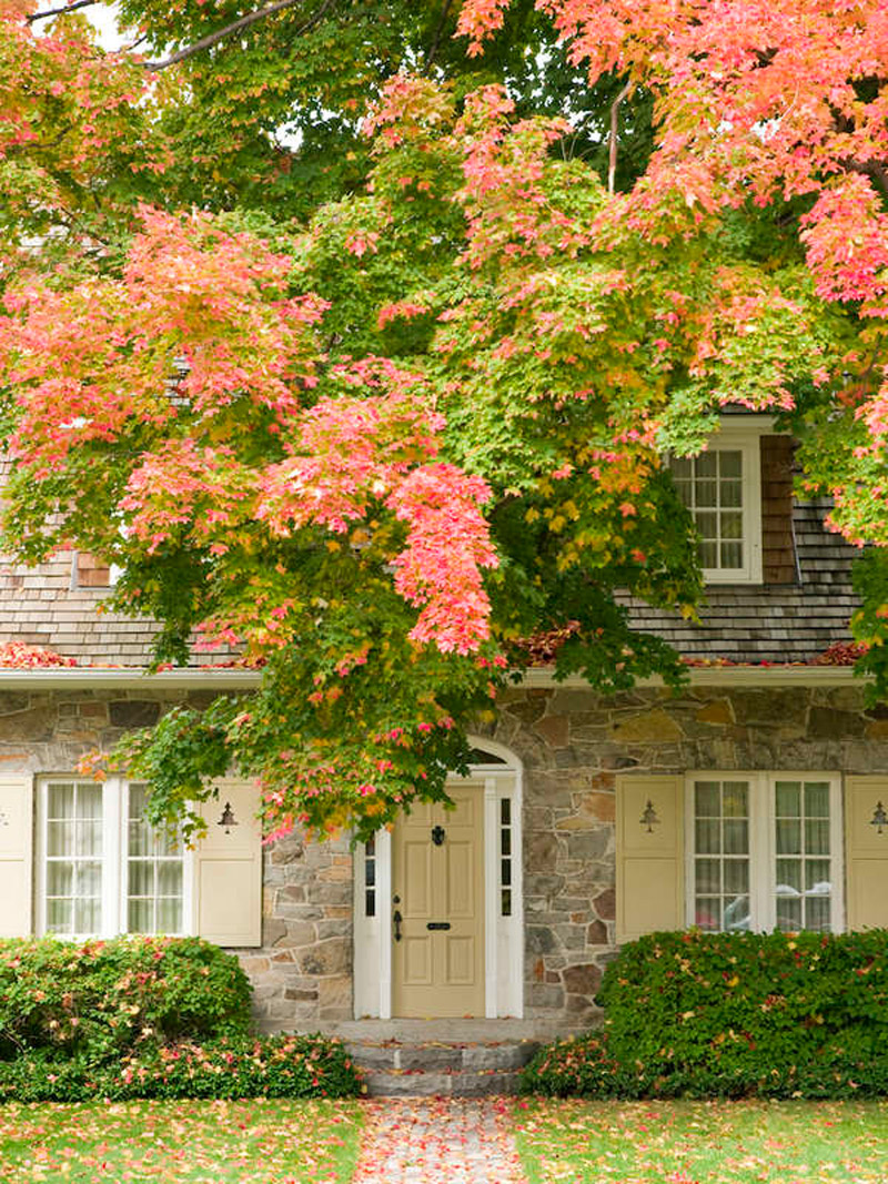 10 Trees to Plant for Fall Foliage
