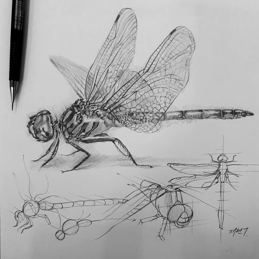 11-Dragonfly-Drawing-Tutorial-Anjjaemi-www-designstack-co