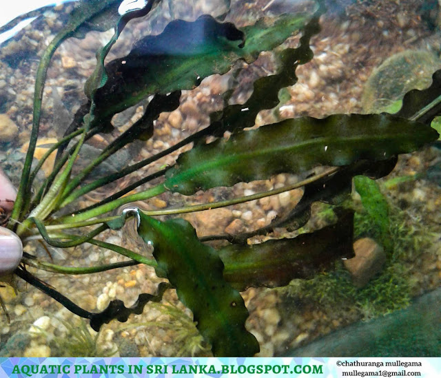 Water plants in sri lanka