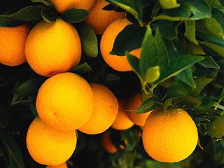 Valencia Orange Fruit Pictures