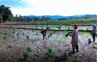 Sumbar Programkan TNI Bimbing Petani untuk Capai Hidup Sejahtera