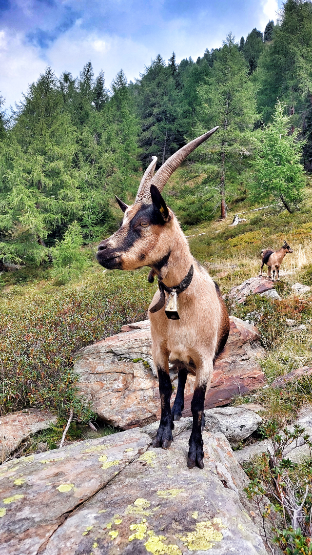 caprette montagna