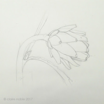 Artichoke botanical sketch by Claire Noble