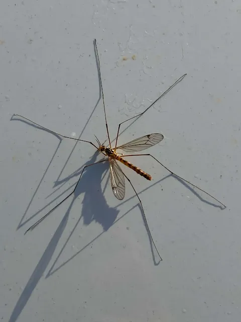 cranefly