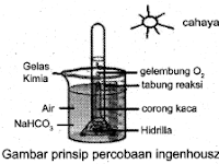 Ringkasan Materi IPA SMP: Sistem Organ Dalam Kehidupan Tumbuhan (Bagian 2)