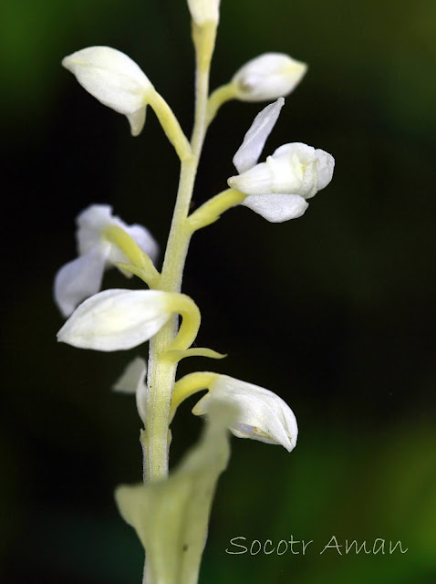 Cephalanthera erecta