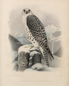 raptor lithograph