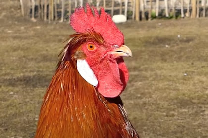 MENGENAL SECARA SINGKAT JENIS AYAM YANG ADA DIPASARAN dan Pemeliharaan kesehatan pada ternak ayam