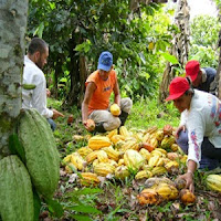 Cacao de Venezuela para el mundo
