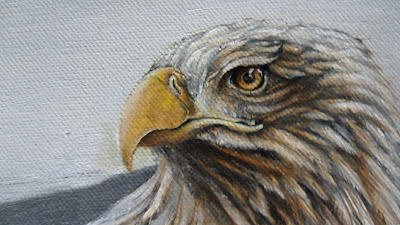 Work in Progress, Colour level 1. Source shows close up of  Resting white-tailed eagle head.