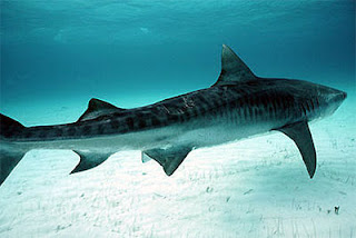 Tiger Shark