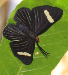 Pheles atricolor