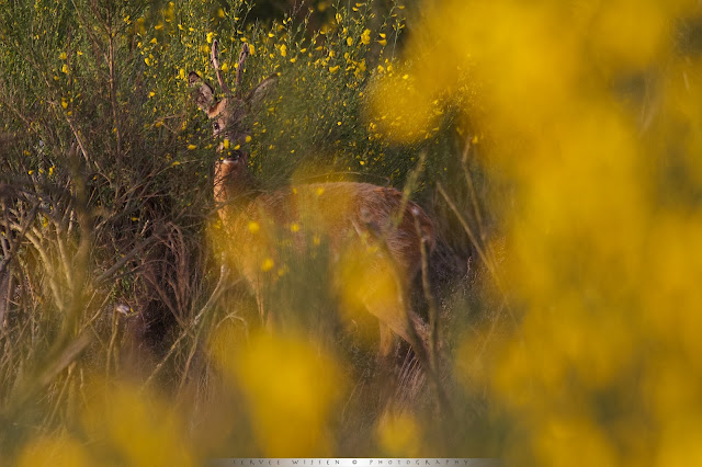 Ree tussen bloeiende Brem - Roe Deer between flowering Broom bushes - Capreolus capreolus