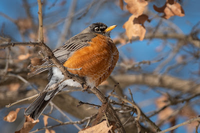 American Robin, Timber Trails Park