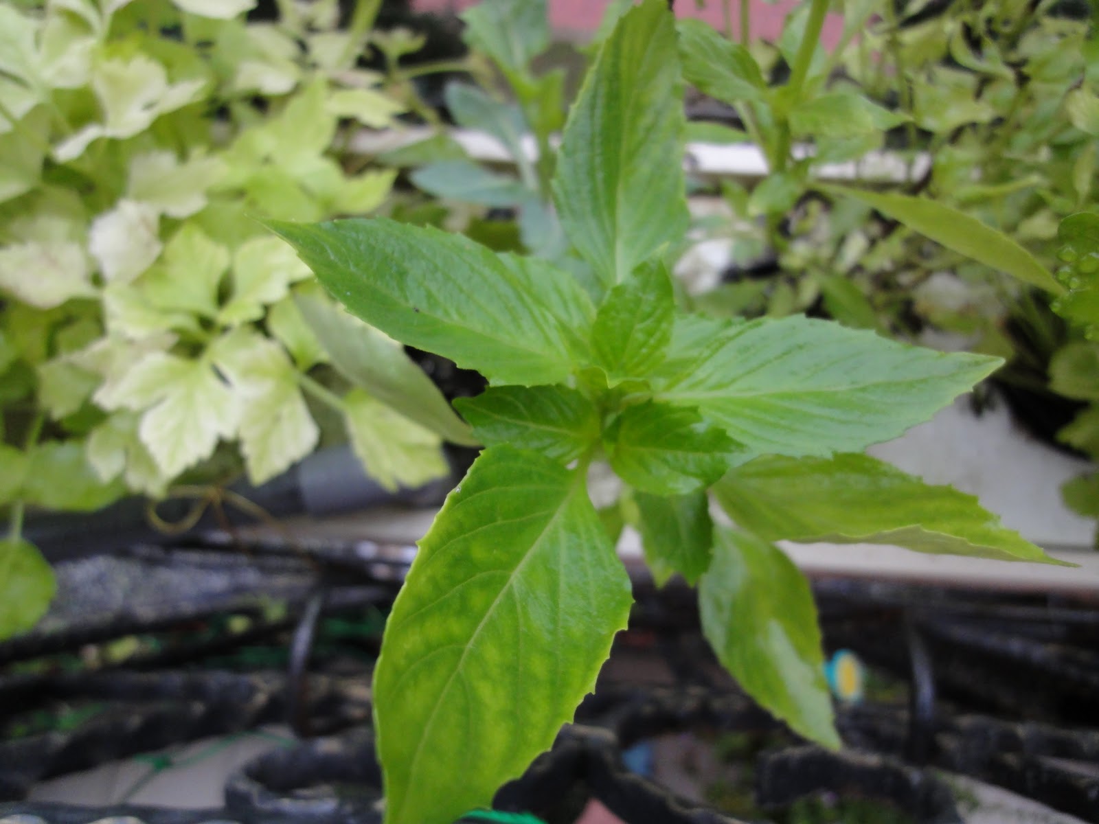  系統"中的生長情形 Vegetables growing in AP system at balcony