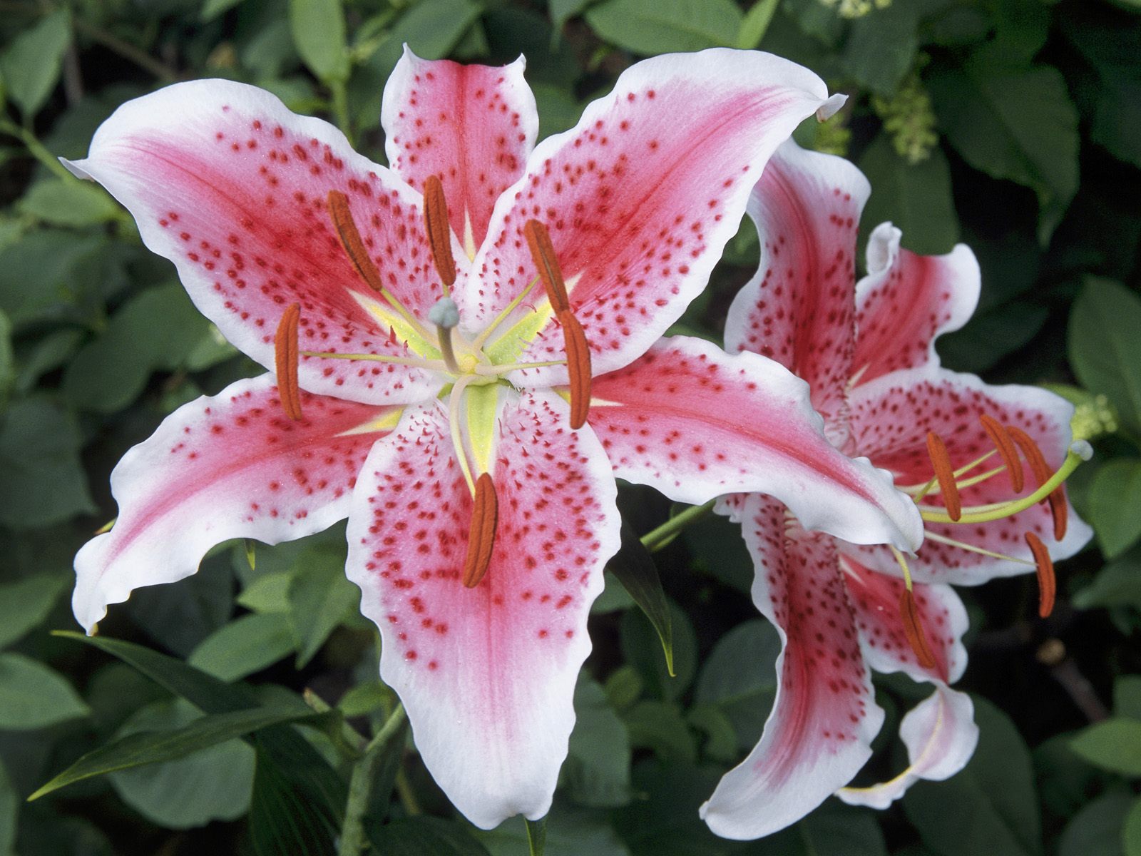 5 different types of flowers Flowers Lilies Types | 1600 x 1200