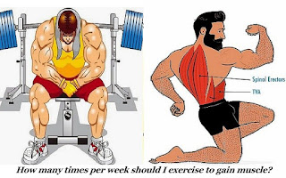 www.guidemuscle.com