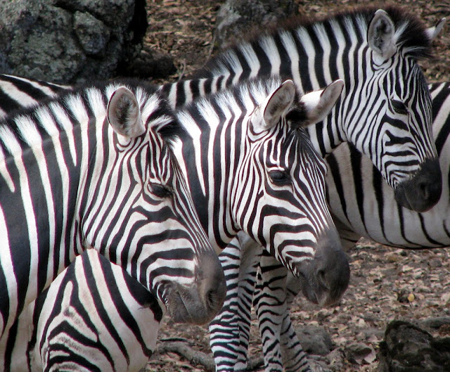 cool pics of zebras