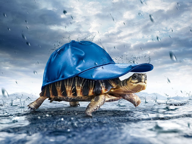 3d turtle wearing hat in rain