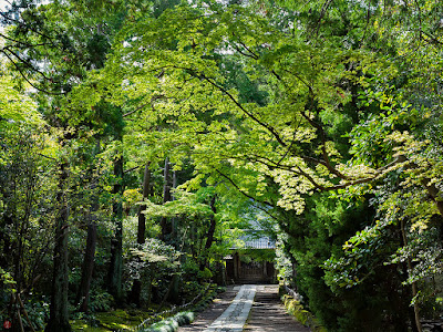 Fresh green leaves: Jyuhuku-ji