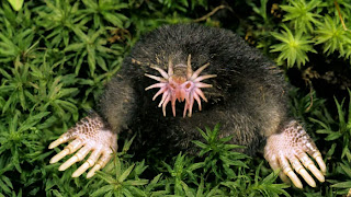 Star-Nosed Mole - Hewan Aneh