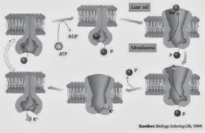 Skema mekanisme pompa natriumkalium-kalium