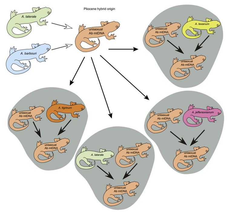 Ladrones de genes 2. La cleptogénesis ocurre en las salamandras del complejo Ambystoma laterale – jeffersonianum. El mtDNA ha permanecido sin cambios desde el origen híbrido de poblaciones unisexuales en el Plioceno, pero los unisexuales recogen y usan genomas de especies sexuales cada vez que se reproducen, aunque no pasan esos genomas de generación en generación. En efecto, están "robando" genes adaptados a las condiciones locales de los machos sexuales en cada generación concreta, pero esta no es transmitida, sien do esto un parasitismo genético.