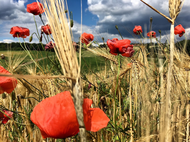 Klatschmohn im Getreidefeld im Sommer