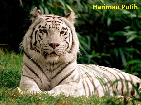 gambar hewan harimau putih}