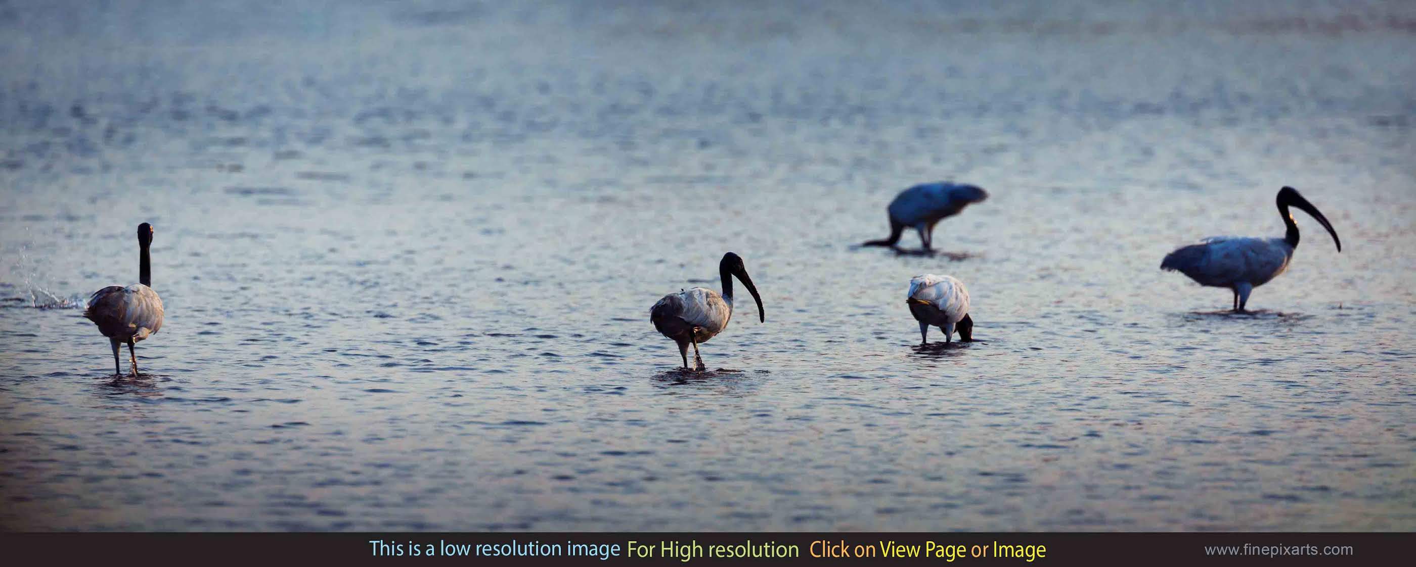 Black headed Ibis Bird 00002