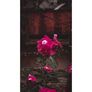 Madagascar Periwinkle 