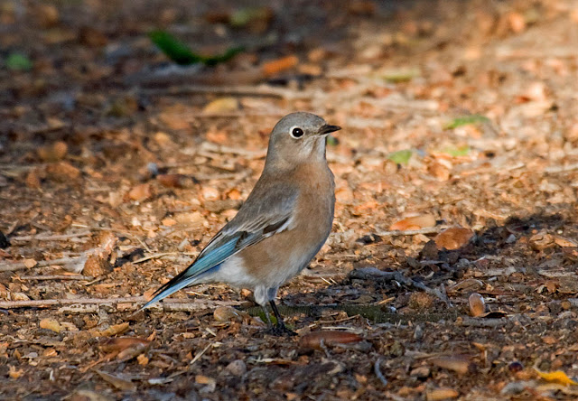 San Diego, California Backyard bird: Western Bluebird