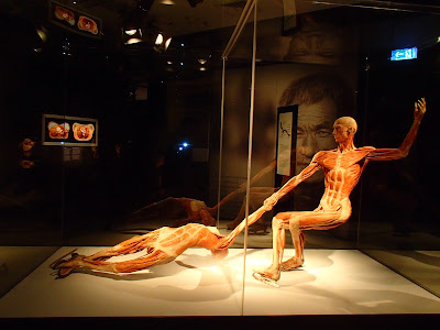 Wystawa Body World Kraków 2018