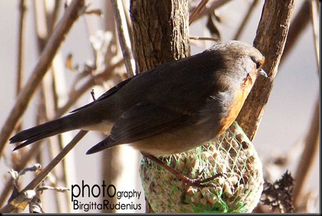 bird_20120311_robin1