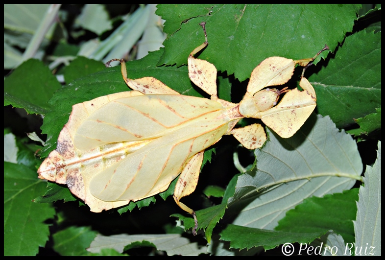 Hembra adulta (amarilla) de Phyllium ericoriai, 10 cm de longitud