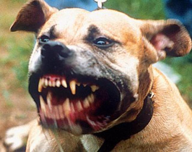American Pitbull Terrier Attacks Pitbull terrier attack