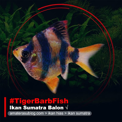 ikan-sumatra-balon-tiger-barb-fish-balloon