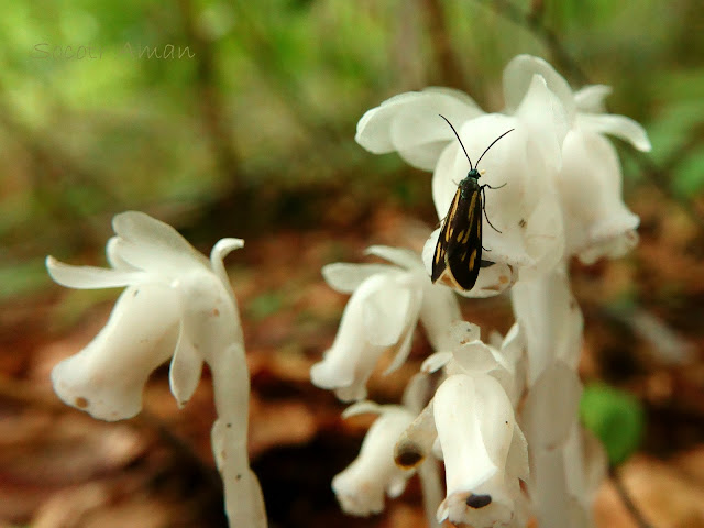 Balataea gracilis