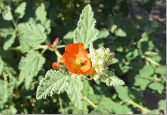 Globmallow