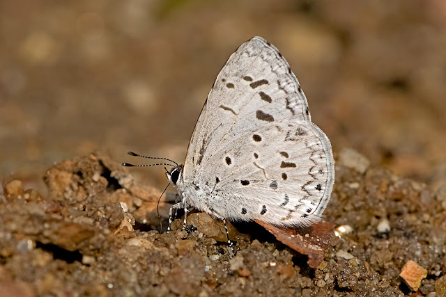 Celatoxia marginata the Margined Hedge Blue butterfly