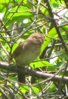 House Wren